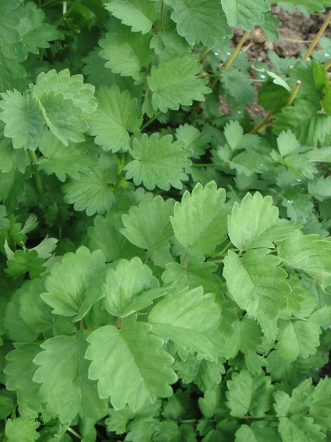 Sanguisorba minor feuille